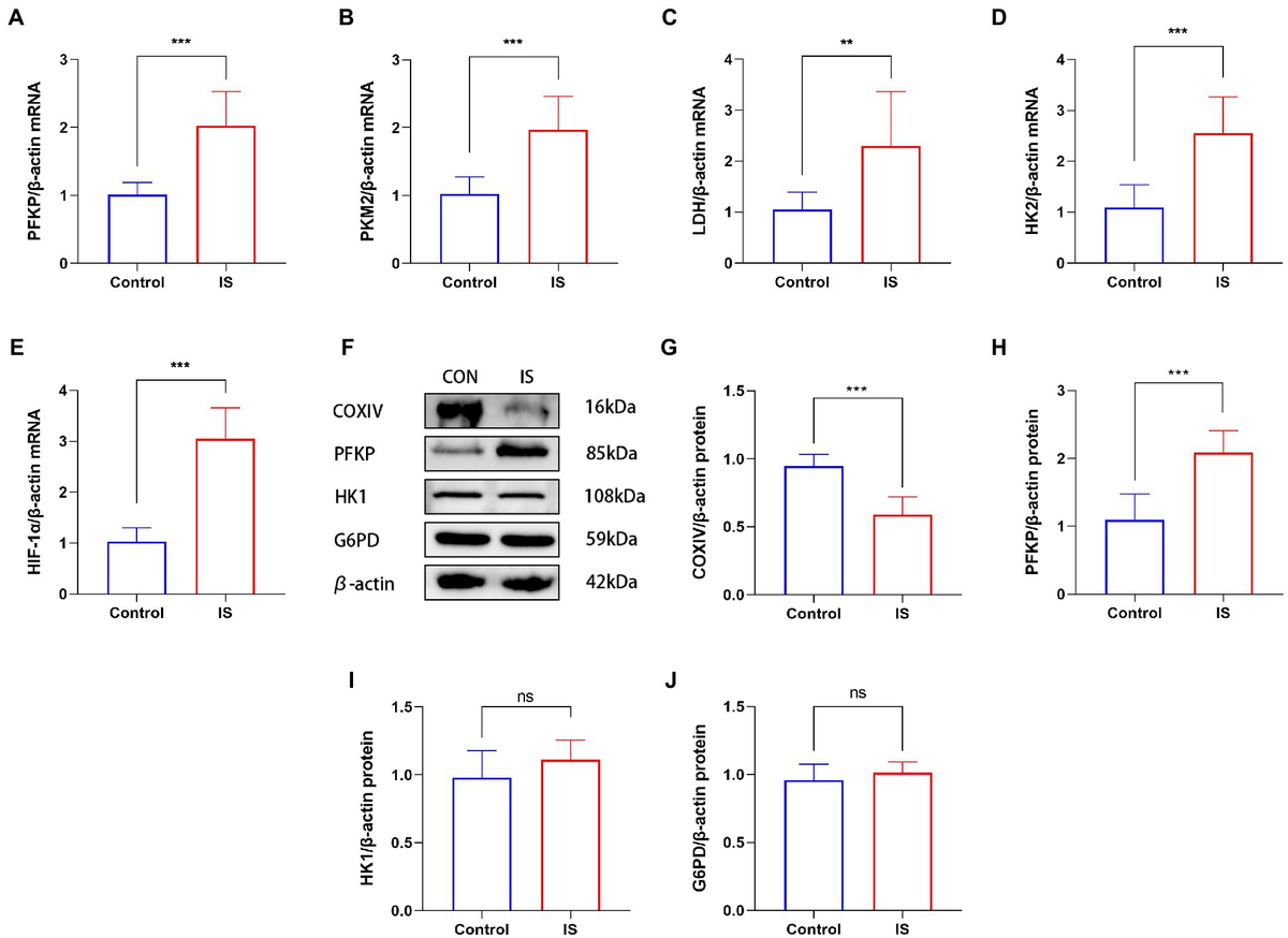 Frontiers | 2-Deoxyglucose alleviates migraine-related