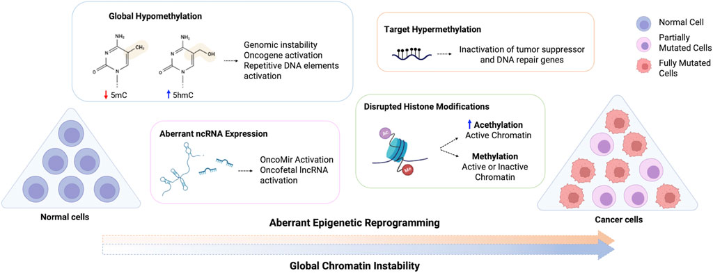 Frontiers | Epigenetic reprogramming in cancer: From