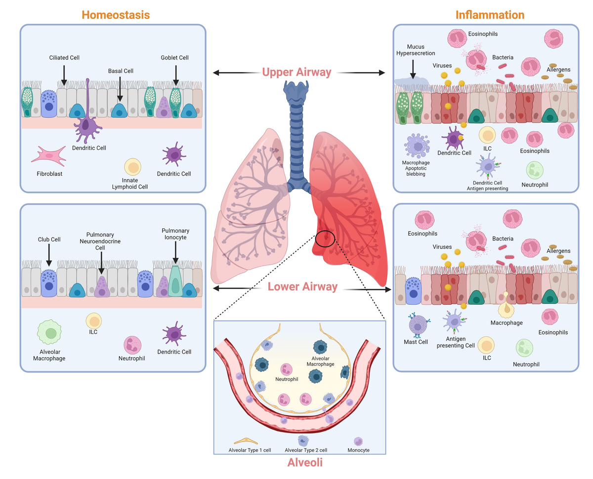 Frontiers A Four part Guide To Lung Immunology Invasion frontiers-a-four-part-guide-to-lung-immunology-invasion