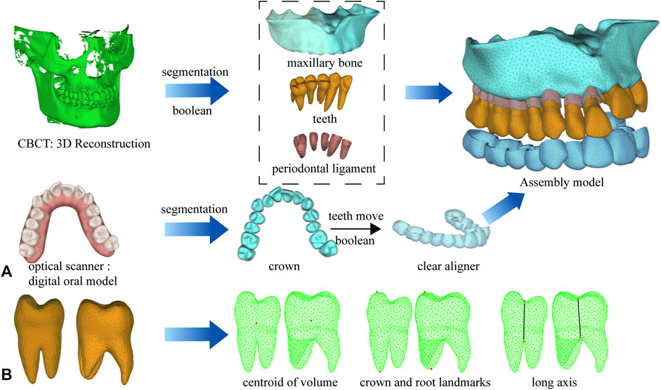 Frontiers | Improvements of tooth movement efficiency and
