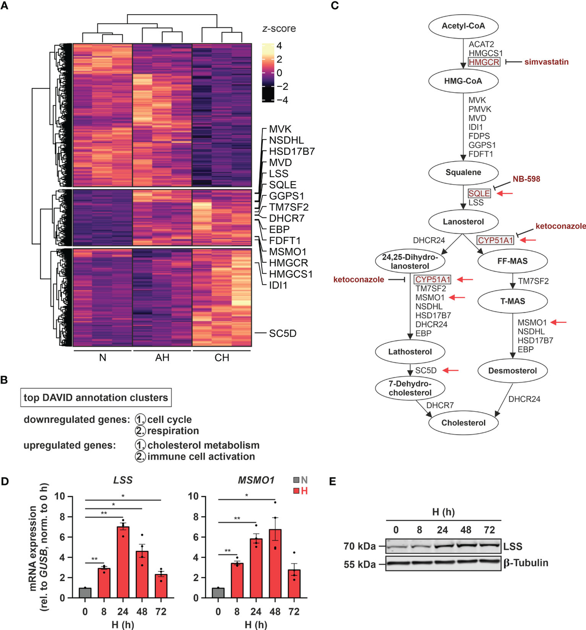 信頼 Frontiers enhances homeostasis cholesterol Hypoxia-altered | スマートフォン本体