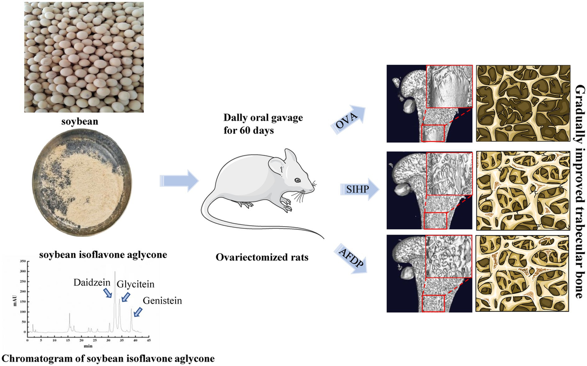 Frontiers | Effects of soybean isoflavone aglycone on osteoporosis