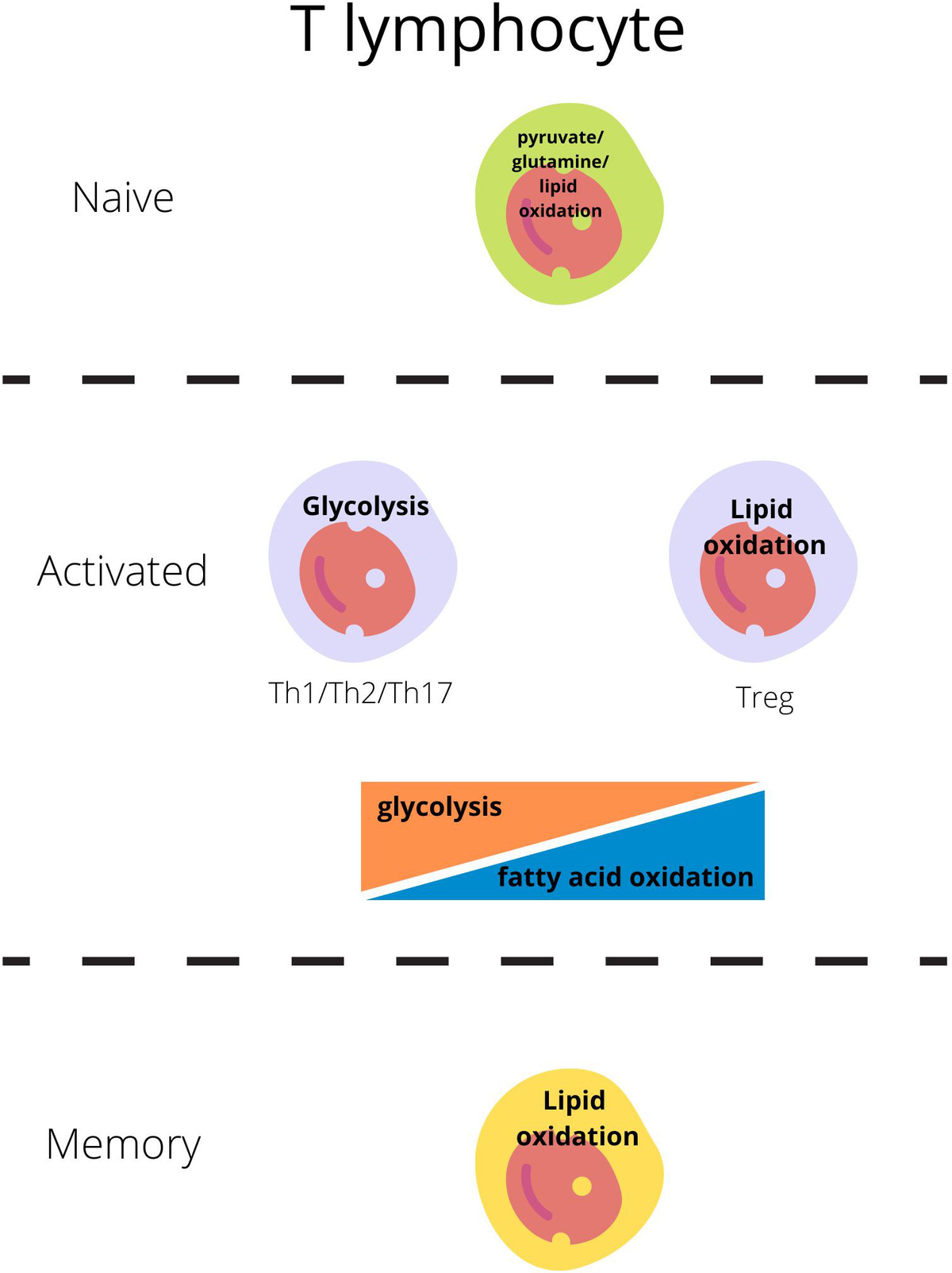 T regulatory cells metabolism: The influence on functional  - Frontiers