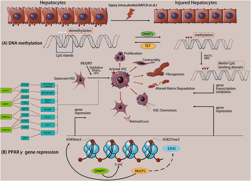 新品同様 | Frontiers Role its and methylation DNA of mechanism and その他