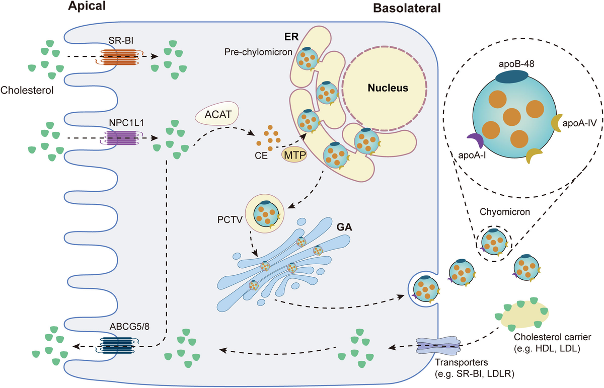 Frontiers | Crosstalk between cholesterol metabolism and
