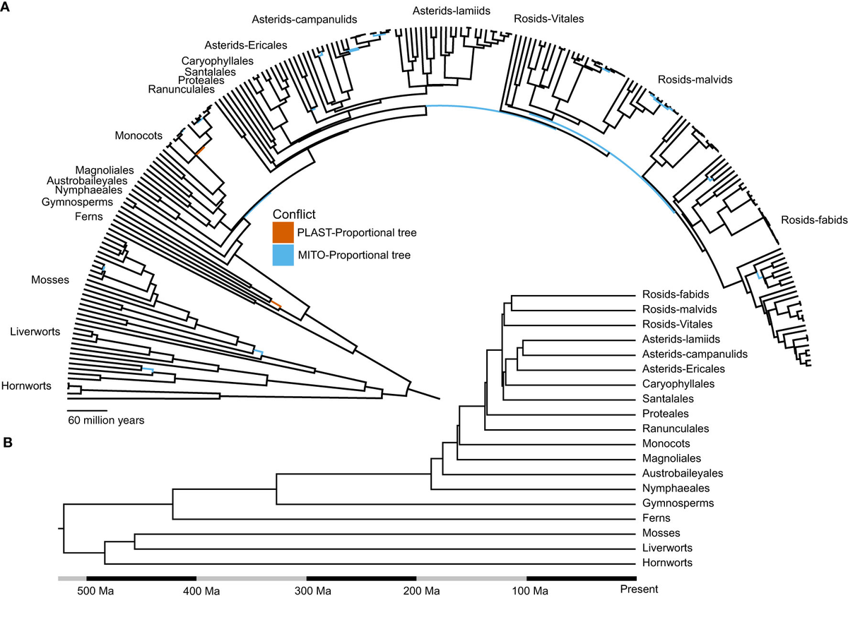 Frontiers | Characterizing conflict and congruence of molecular 