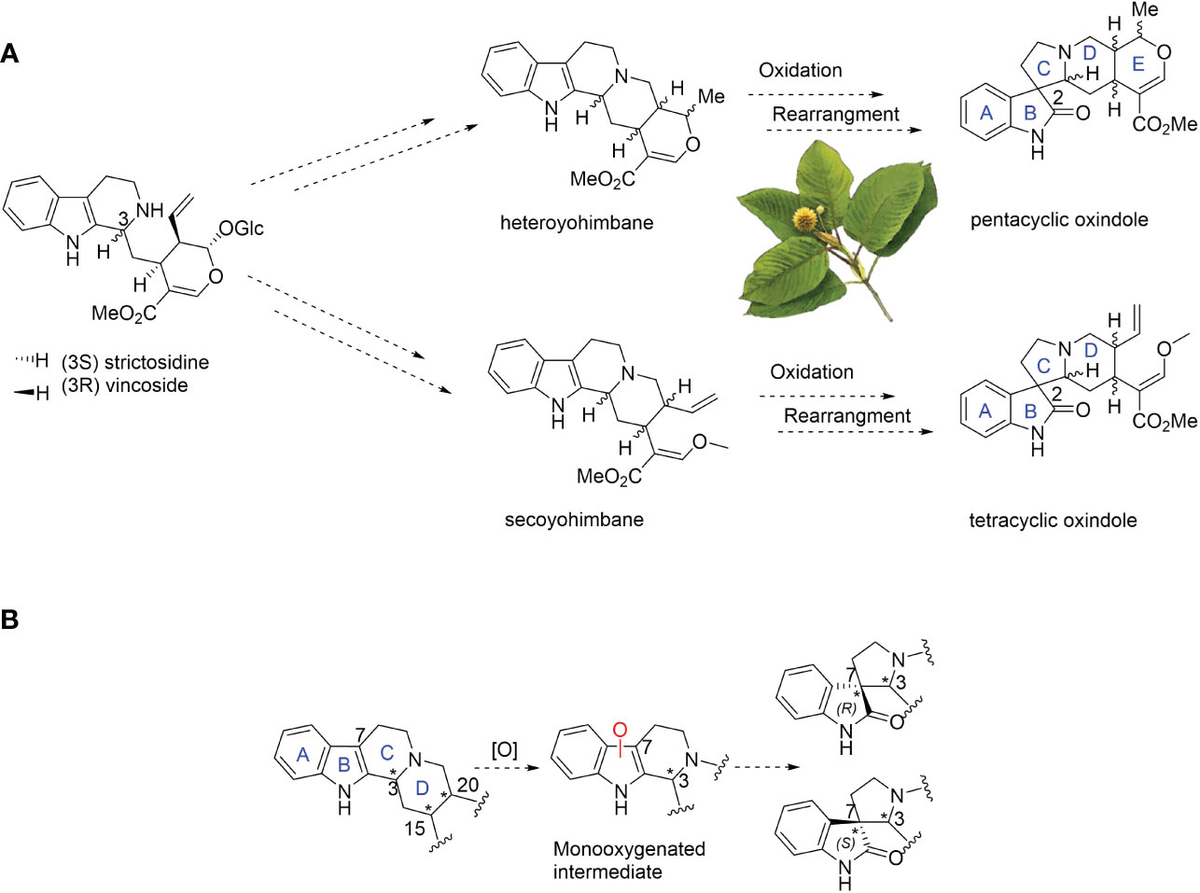 Frontiers | Discovery of a cytochrome P450 enzyme catalyzing Frontiers | Discovery of a cytochrome P450 enzyme catalyzing
