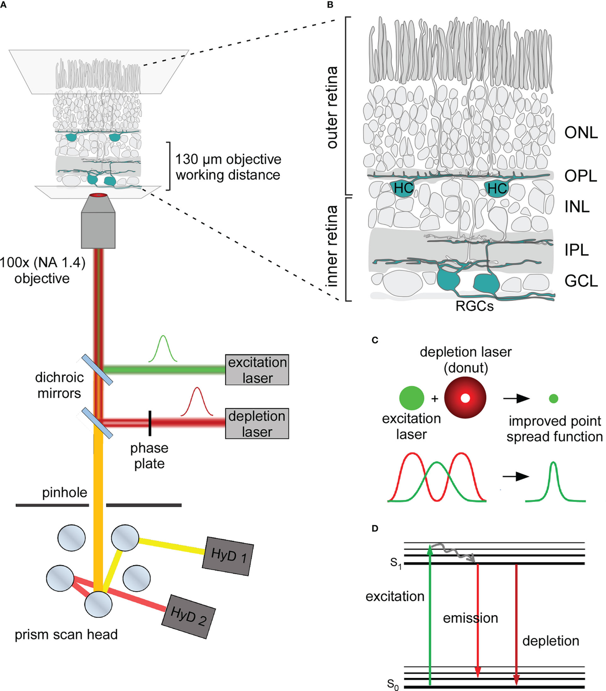 lsm.jpg4.us | imagesize: las-027 " Frontiers | Super-resolution STED imaging in the inner and outer  whole-mount mouse retina