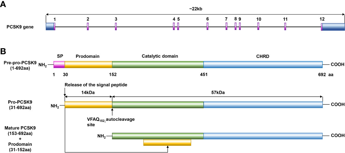 MSNR An Epigenetic Role of Mitochondria in Cancer