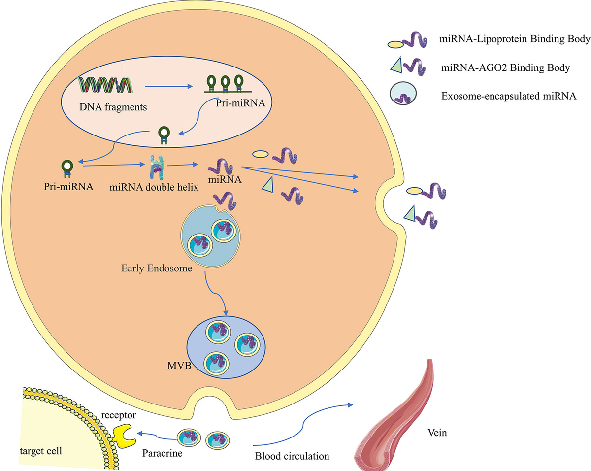 Beyond Borders of the Cell: How Extracellular Vesicles Shape