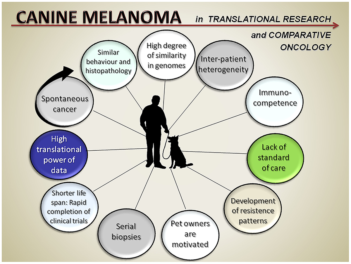 Canine melanoma vaccine 2025