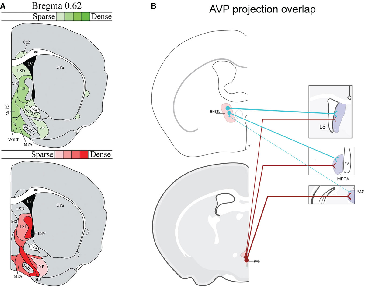 Frontiers | Modulation of social behavior by distinct