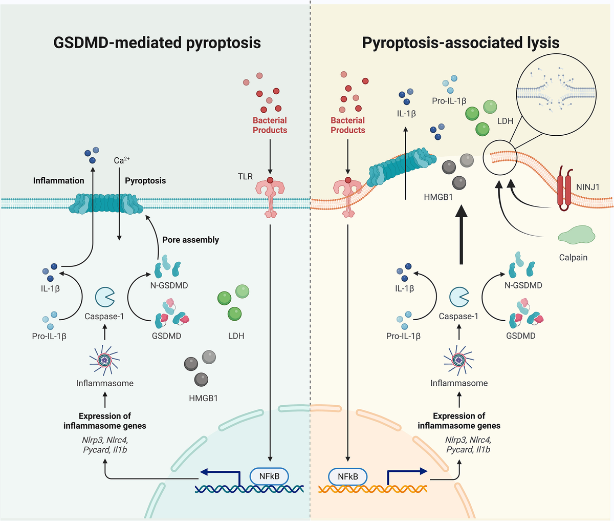 【福袋セール】 | Frontiers Uncoupled secretion IL-1β and pyroptosis その他