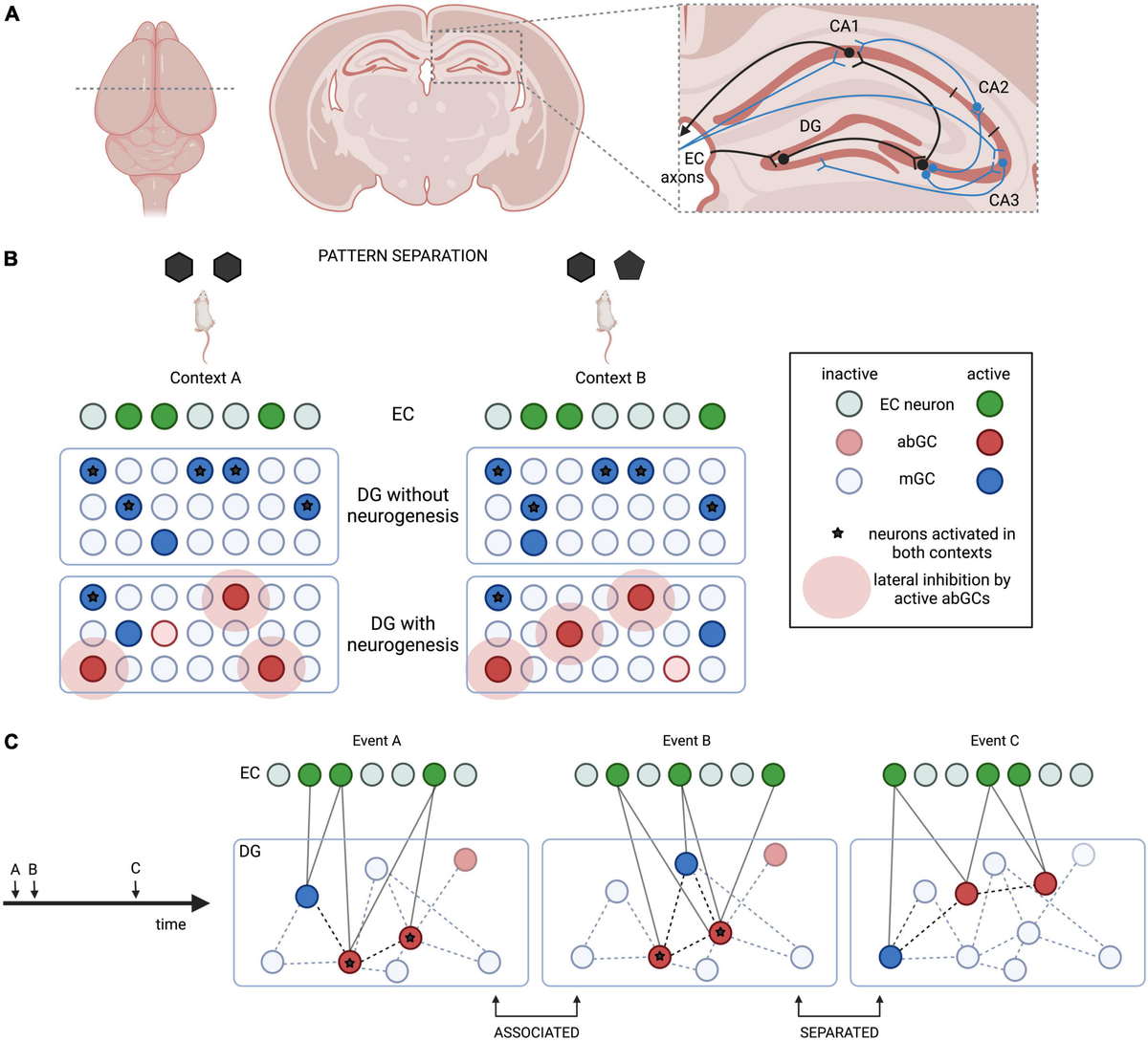 Frontiers | Adult-born neurons add flexibility to