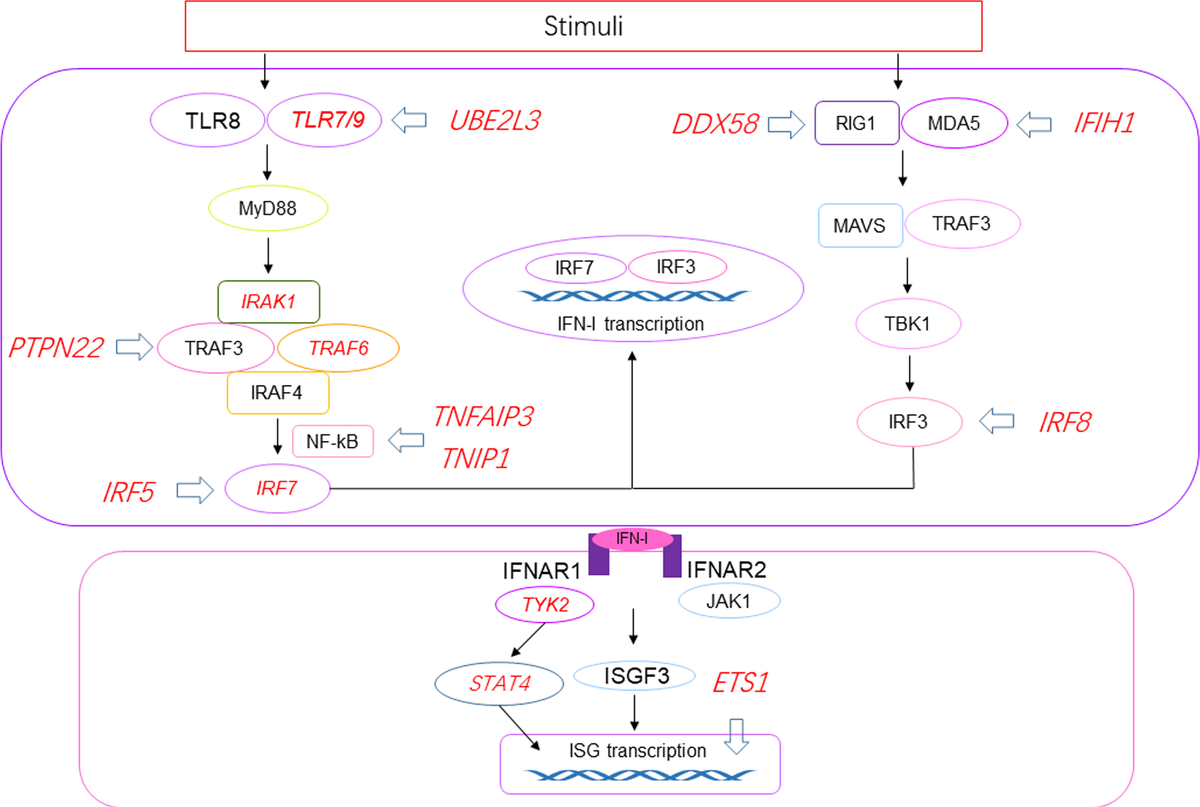 fimmu-14-1128754-g001.jpg