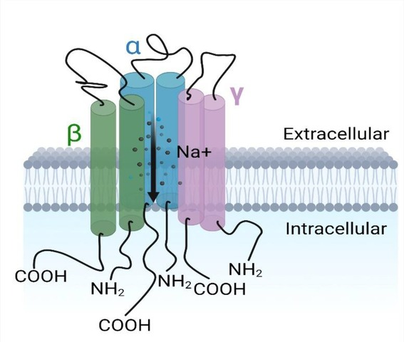 高い品質 epithelial The | Frontiers sodium inflammation in channel その他