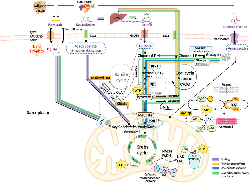 Frontiers | Histone deacetylase functions and therapeutic