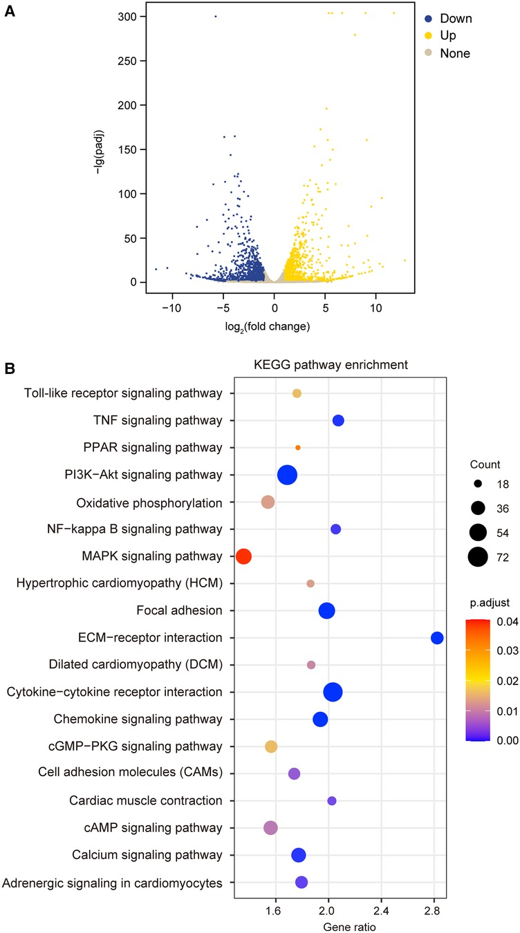 Frontiers | TIMP3 induces gene expression partly through