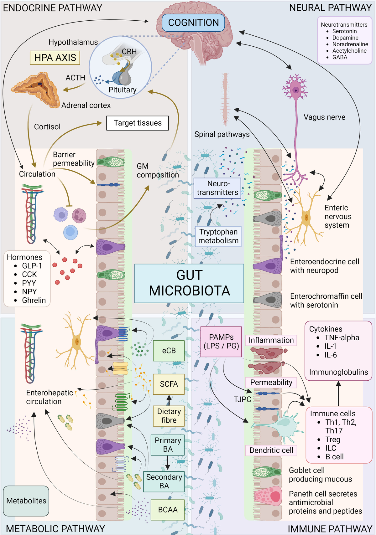 Frontiers | Signalling cognition: the gut microbiota and  hypothalamic-pituitary-adrenal axis