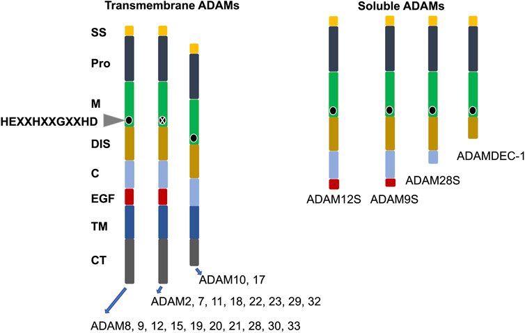 Frontiers | The versatile roles of ADAM8 in cancer cell