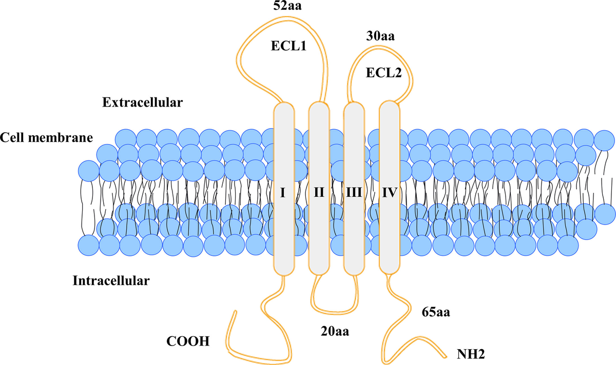Frontiers | Targeting CLDN18.2 in cancers of the