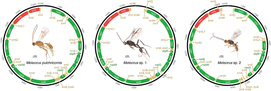 The Evolution of Insect Mating Systems : Randy Thornhill
