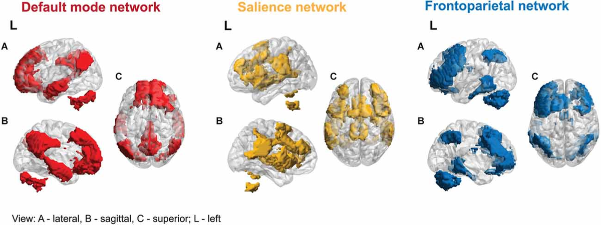 Frontiers The role of the salience network in cognitive and affective