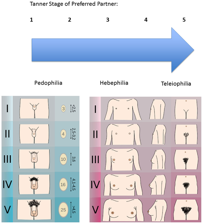 5-year-old boy pedofilie Frontiers | The Neurobiology and Psychology of Pedophilia: Recent Advances  and Challenges