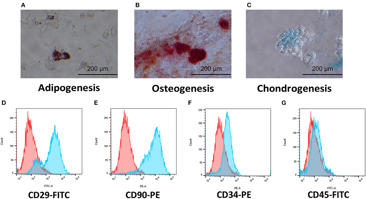 Frontiers | Canine adipose tissue-derived MSCs engineered