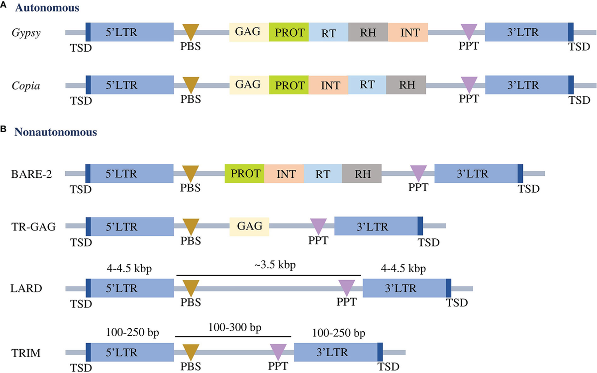 Frontiers | PlantLTRdb: An interactive database for 195