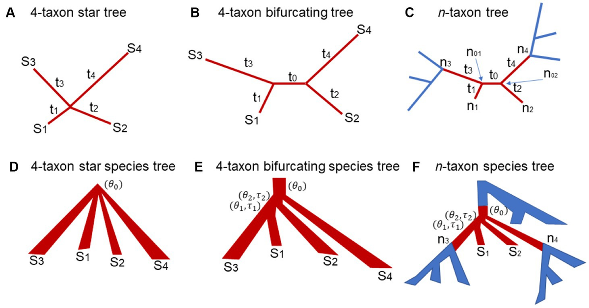 Trait Evolution on a Phylogenetic Tree | Learn Science at