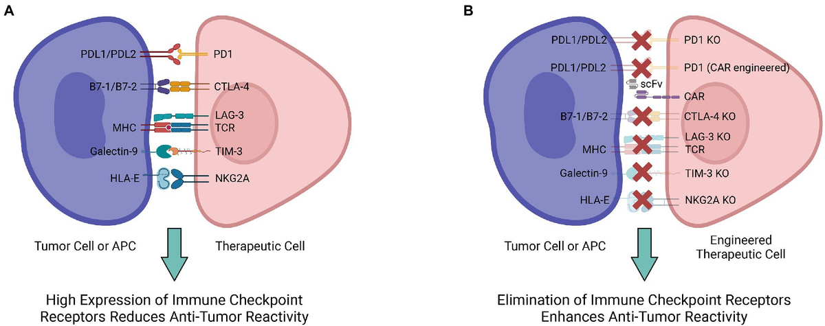 Frontiers | Genetic engineering strategies to enhance antitumor ...