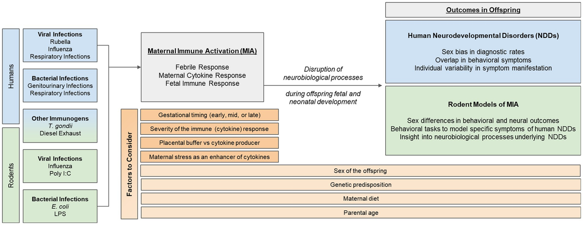 Frontiers | Maternal immune activation as an epidemiological