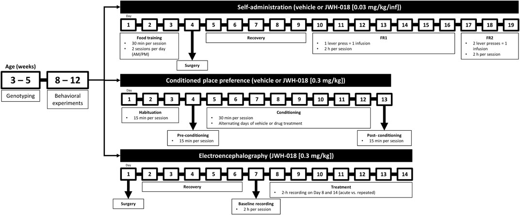 Frontiers | Deletion of Cryab increases the vulnerability of