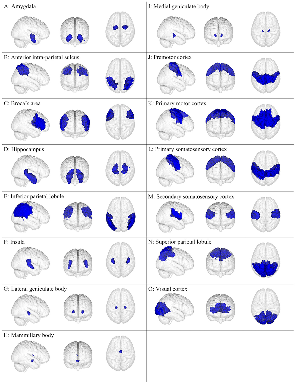 Neuropsychology of Sports-Related Concus