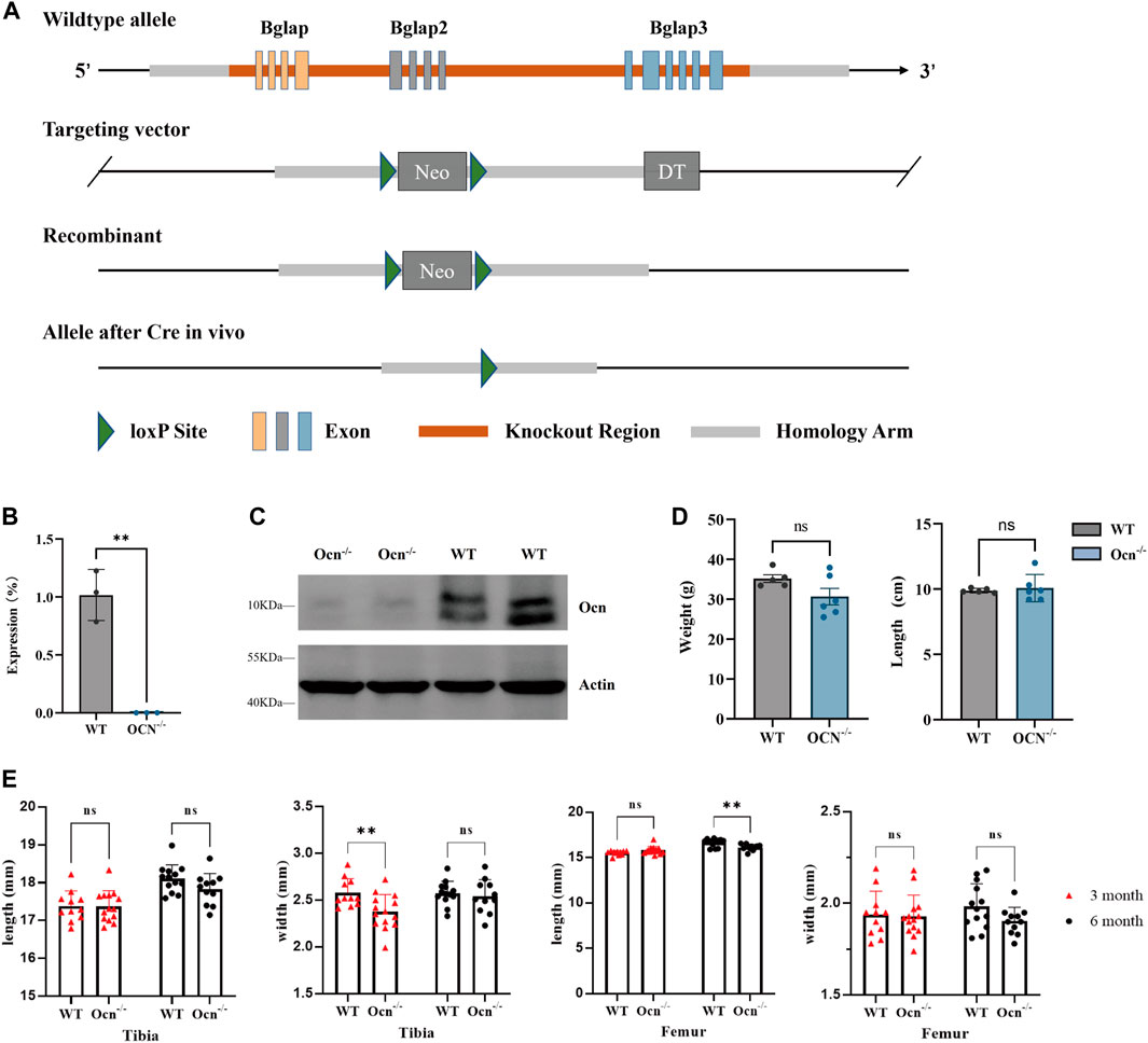 Frontiers | Triple-gene deletion for osteocalcin