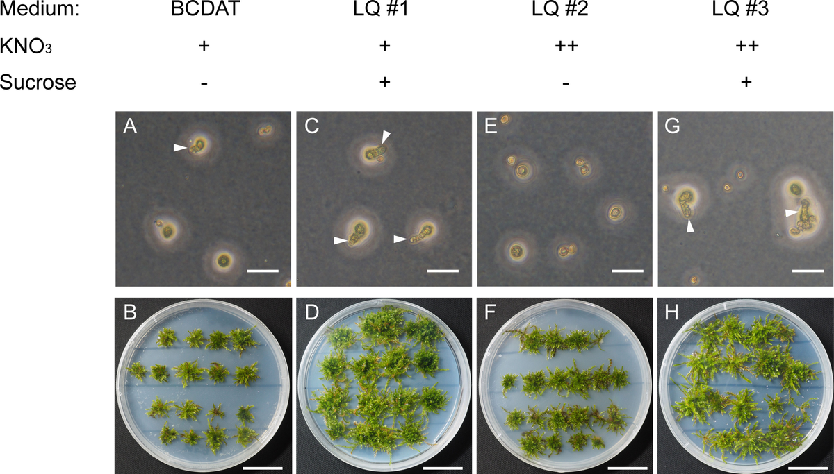 Frontiers | Axenic in vitro cultivation and genome