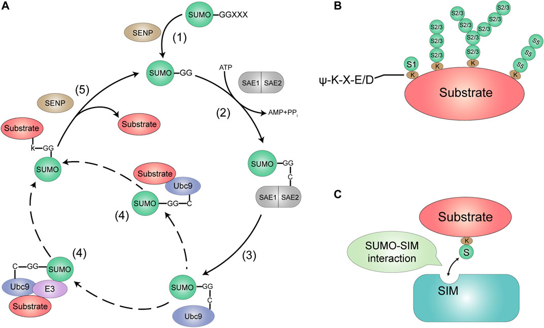 Frontiers | Regulation of SUMOylation on RNA metabolism in
