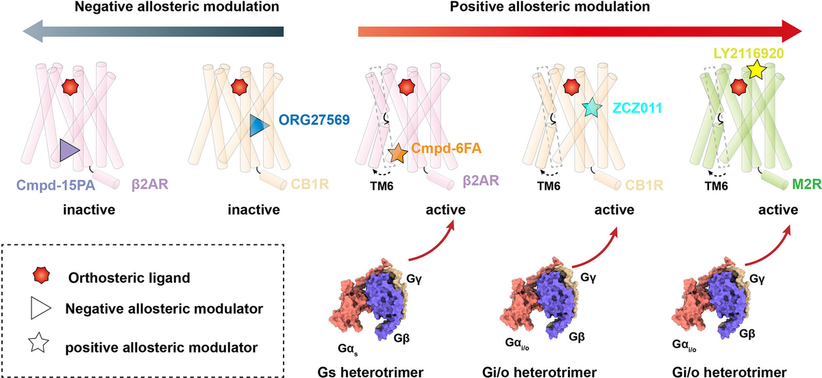 公式の  Frontiers | protein-coupled G of modulation Allosteric 魚介