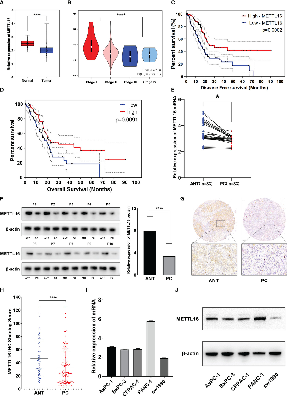 Frontiers | The m6A methyltransferase METTL16 inhibits the