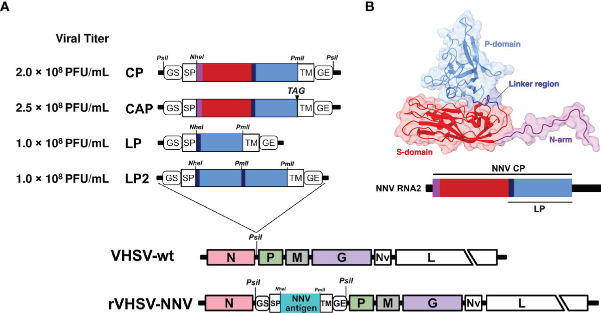 Frontiers | Recombinant viral hemorrhagic septicemia virus