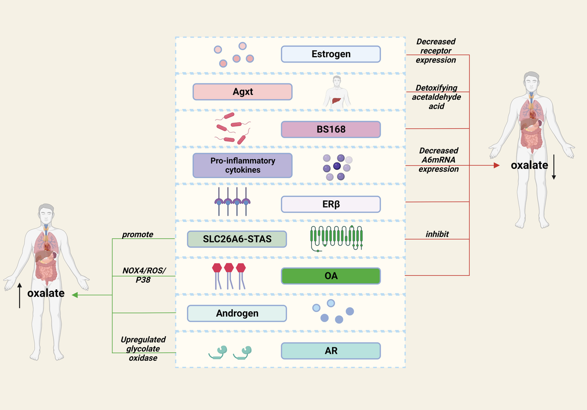 Frontiers | Metabolic changes in kidney stone disease