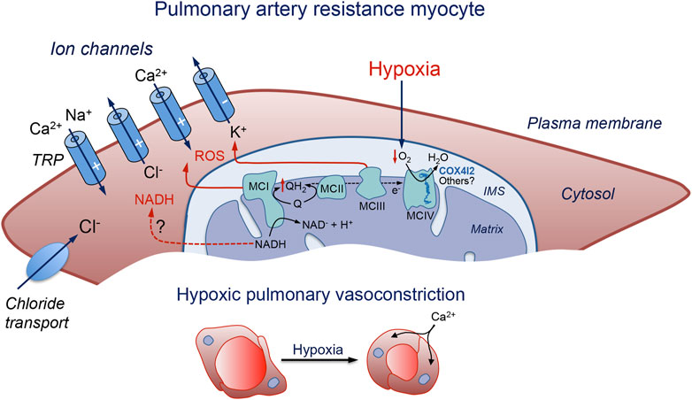 The Arterial Chemoreceptors | SpringerLink