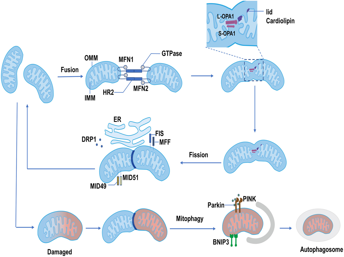 初売りセール The | Frontiers role clock-controlled circadian of トライアルセット・サンプル