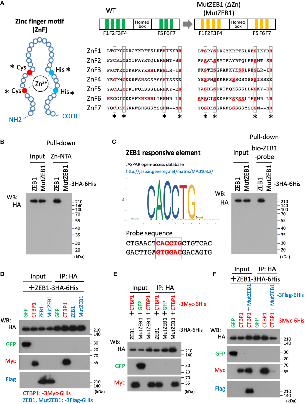 Frontiers | LOXL1 and LOXL4 are novel target genes of the Zn2+-