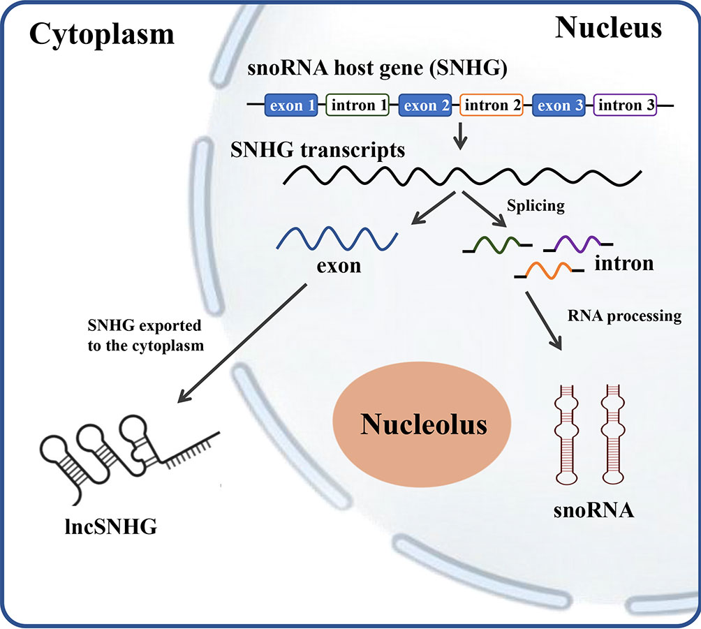 Frontiers | SnoRNA and lncSNHG: Advances of nucleolar small