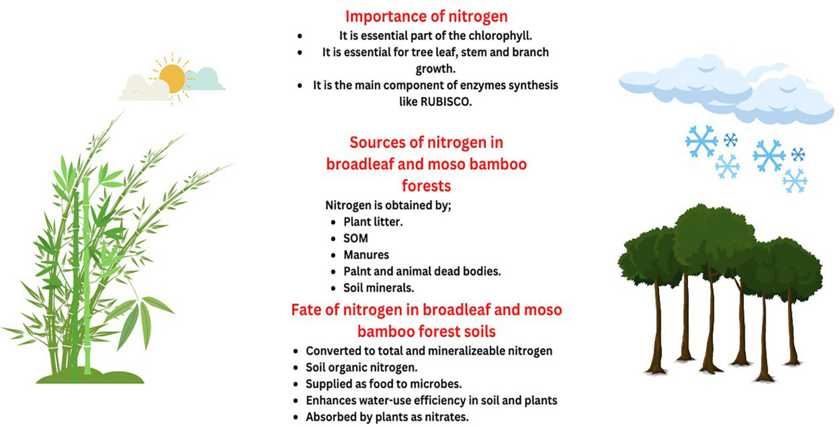 エン Frontiers | Soil nitrogen dynamics in natural forest