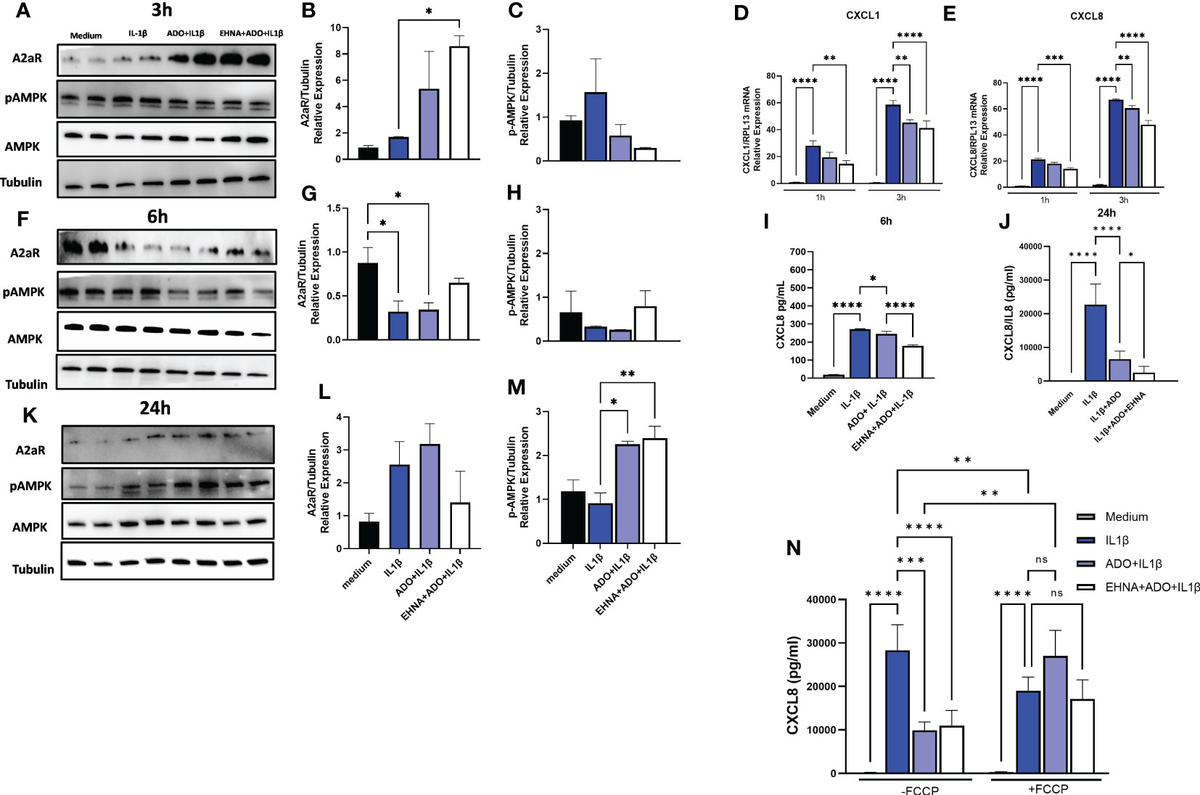 Metabolic reprogramming through mitochondrial biogenesis drives adenosine  anti-inflammatory effects: new mechanism controlling gingival fibroblast  hyper-inflammatory state - Frontiers, image size:1200x795