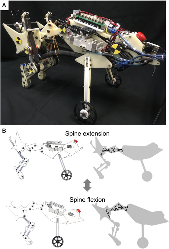 Frontiers | High-speed running quadruped robot with a multi