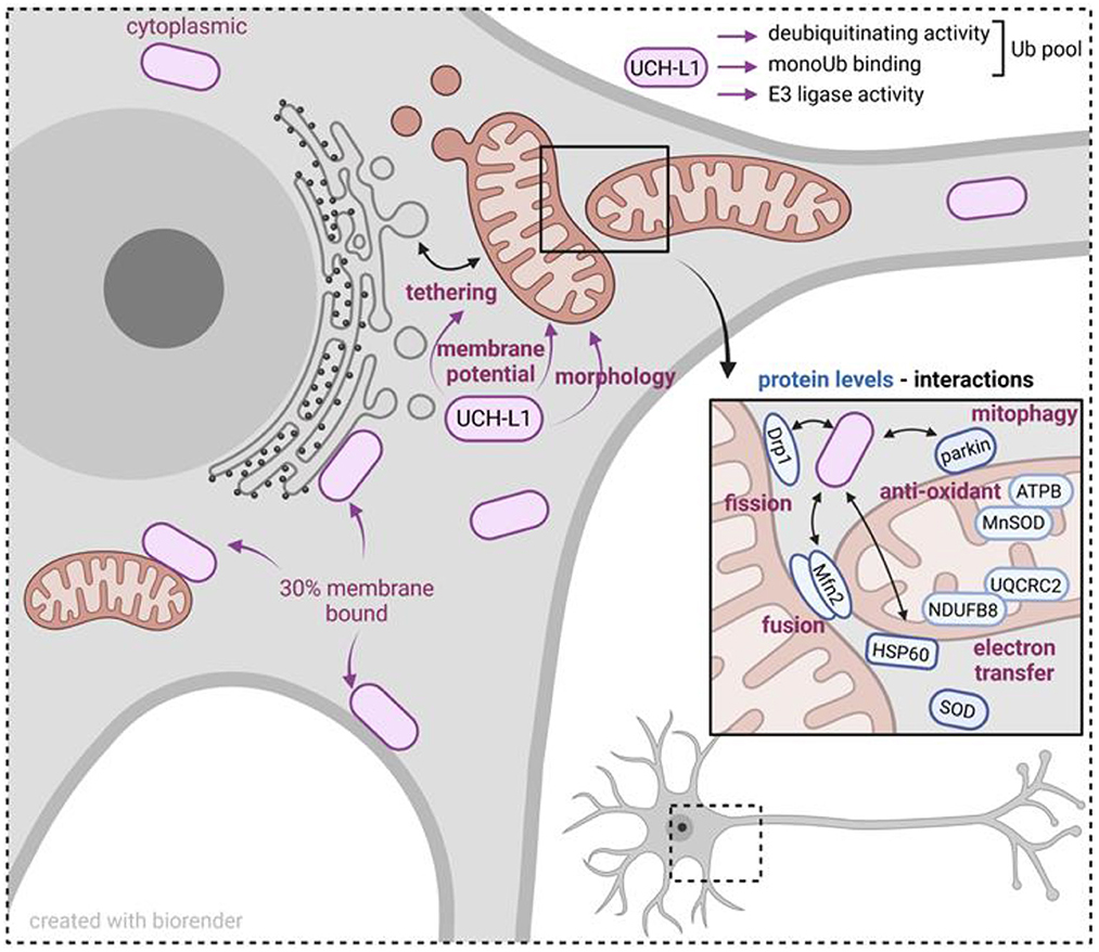 臨床病態栄養学 = Pathophysiological Bases of C… Calcium and Phosphate Disorders: Core Curriculum 2024
